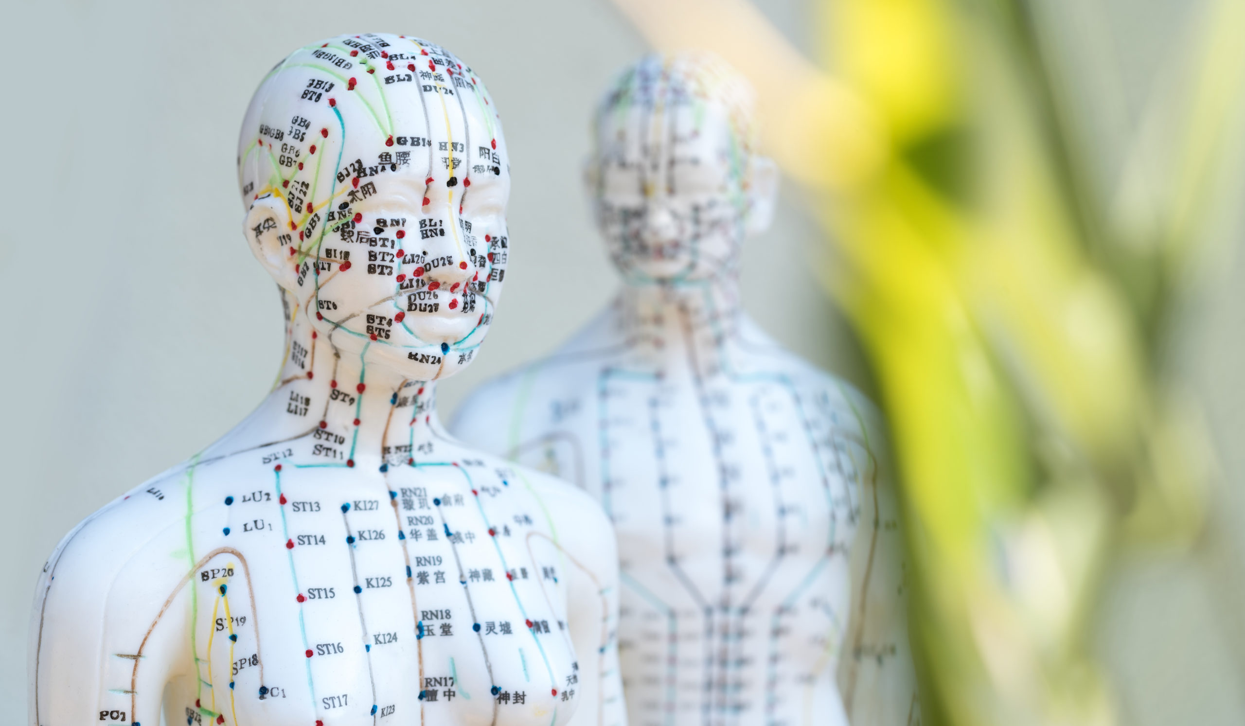 Männliches und weibliches Akupunkturmodell vor weissem Hintergrund mit grünen Blättern im Vordergrund